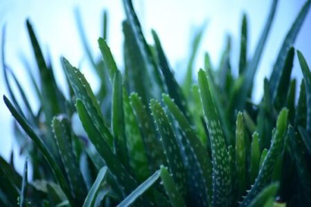 Growing, Propagating and Using Aloe Vera Image